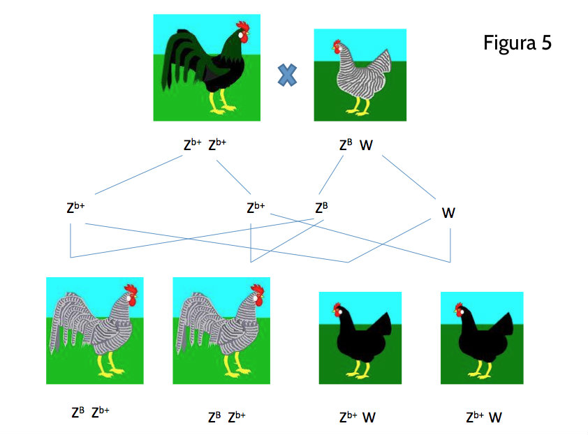 Genética del Color en las Gallinas